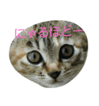 にゃんの生活（個別スタンプ：3）