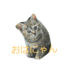 にゃんの生活（個別スタンプ：8）