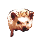ハリチキッ！！（個別スタンプ：3）