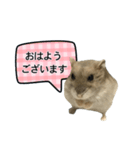 敬語で話す★ハムちゃん（個別スタンプ：1）