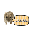敬語で話す★ハムちゃん（個別スタンプ：2）