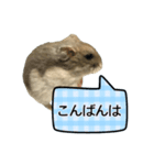 敬語で話す★ハムちゃん（個別スタンプ：3）