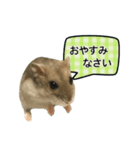 敬語で話す★ハムちゃん（個別スタンプ：4）