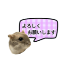 敬語で話す★ハムちゃん（個別スタンプ：5）