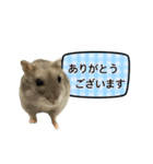 敬語で話す★ハムちゃん（個別スタンプ：6）