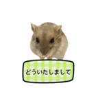 敬語で話す★ハムちゃん（個別スタンプ：9）