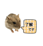 敬語で話す★ハムちゃん（個別スタンプ：10）