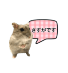 敬語で話す★ハムちゃん（個別スタンプ：12）