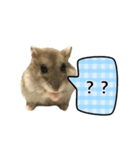 敬語で話す★ハムちゃん（個別スタンプ：13）