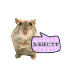 敬語で話す★ハムちゃん（個別スタンプ：14）