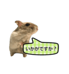 敬語で話す★ハムちゃん（個別スタンプ：15）