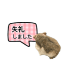 敬語で話す★ハムちゃん（個別スタンプ：16）