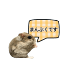 敬語で話す★ハムちゃん（個別スタンプ：17）