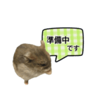 敬語で話す★ハムちゃん（個別スタンプ：18）