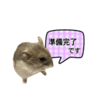 敬語で話す★ハムちゃん（個別スタンプ：19）
