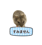 敬語で話す★ハムちゃん（個別スタンプ：20）