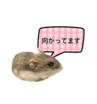 敬語で話す★ハムちゃん（個別スタンプ：21）