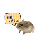 敬語で話す★ハムちゃん（個別スタンプ：22）