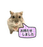 敬語で話す★ハムちゃん（個別スタンプ：23）