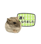 敬語で話す★ハムちゃん（個別スタンプ：24）