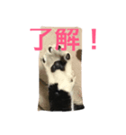 白黒ねこのマサラちゃん（個別スタンプ：1）