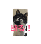 白黒ねこのマサラちゃん（個別スタンプ：2）