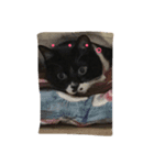 白黒ねこのマサラちゃん（個別スタンプ：3）
