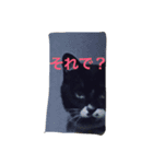 白黒ねこのマサラちゃん（個別スタンプ：5）