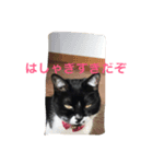 白黒ねこのマサラちゃん（個別スタンプ：6）