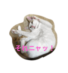 おもしろニャンコ（個別スタンプ：1）