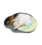 おもしろニャンコ（個別スタンプ：2）