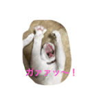 おもしろニャンコ（個別スタンプ：7）