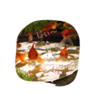 金魚の日常（個別スタンプ：1）