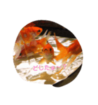 金魚の日常（個別スタンプ：2）