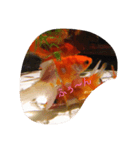 金魚の日常（個別スタンプ：3）