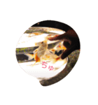 金魚の日常（個別スタンプ：4）