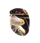 金魚の日常（個別スタンプ：5）