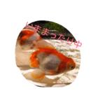 金魚の日常（個別スタンプ：7）
