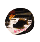 金魚の日常（個別スタンプ：8）