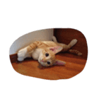 にゃふ（個別スタンプ：3）
