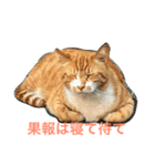 野良猫×故事（個別スタンプ：1）