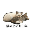 野良猫×故事（個別スタンプ：2）