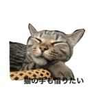 野良猫×故事（個別スタンプ：3）