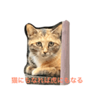 野良猫×故事（個別スタンプ：5）