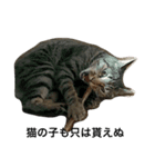 野良猫×故事（個別スタンプ：6）