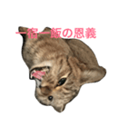 野良猫×故事（個別スタンプ：8）