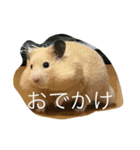 我が家のハムスター達（個別スタンプ：2）