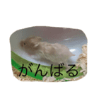 我が家のハムスター達（個別スタンプ：7）