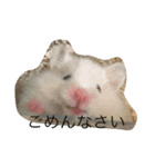 我が家のハムスター達（個別スタンプ：8）