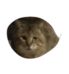 猫猫（個別スタンプ：1）